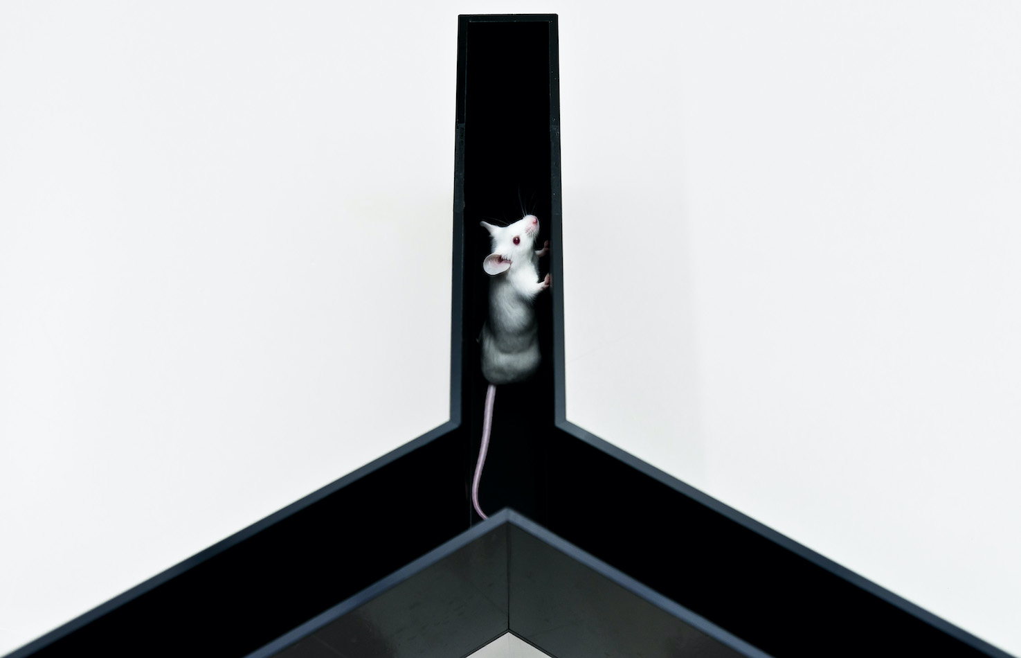 Behaviour And Cognitive Function Testing performed by Hoeford Research, experts in toxicology testing!