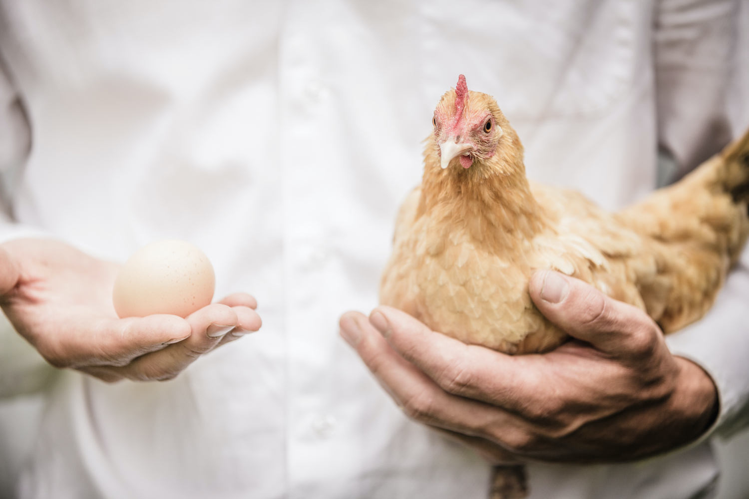 paradox-of-the-chicken-and-the-egg-2021-08-26-15-42-32-utc.jpg